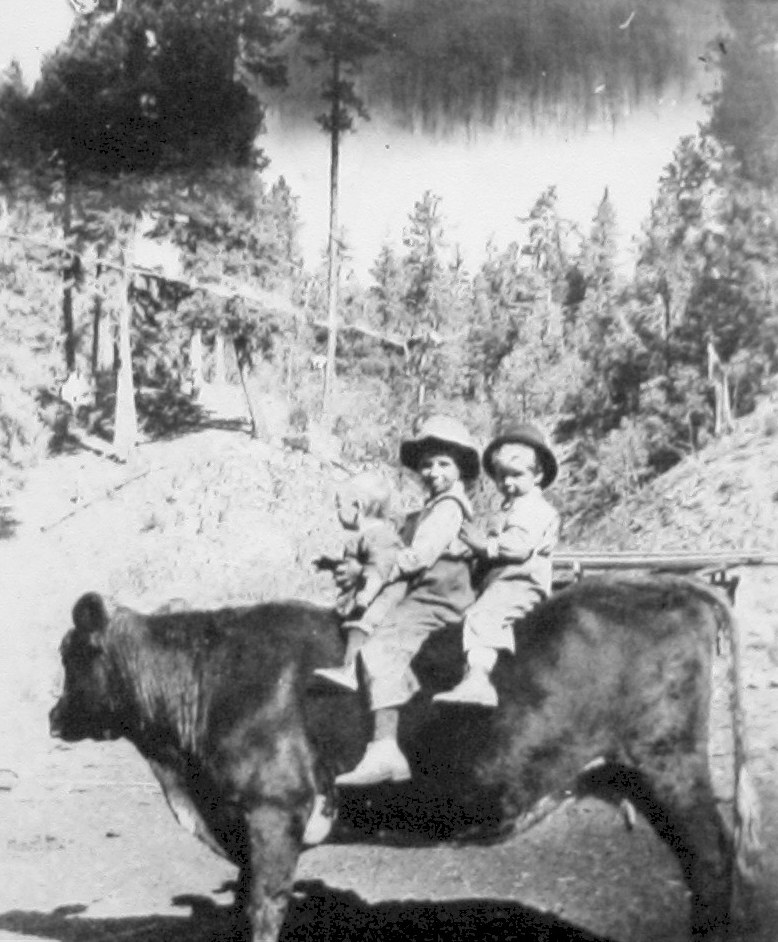 Floyd Waldrip and brothers riding a trained steer in the forest
